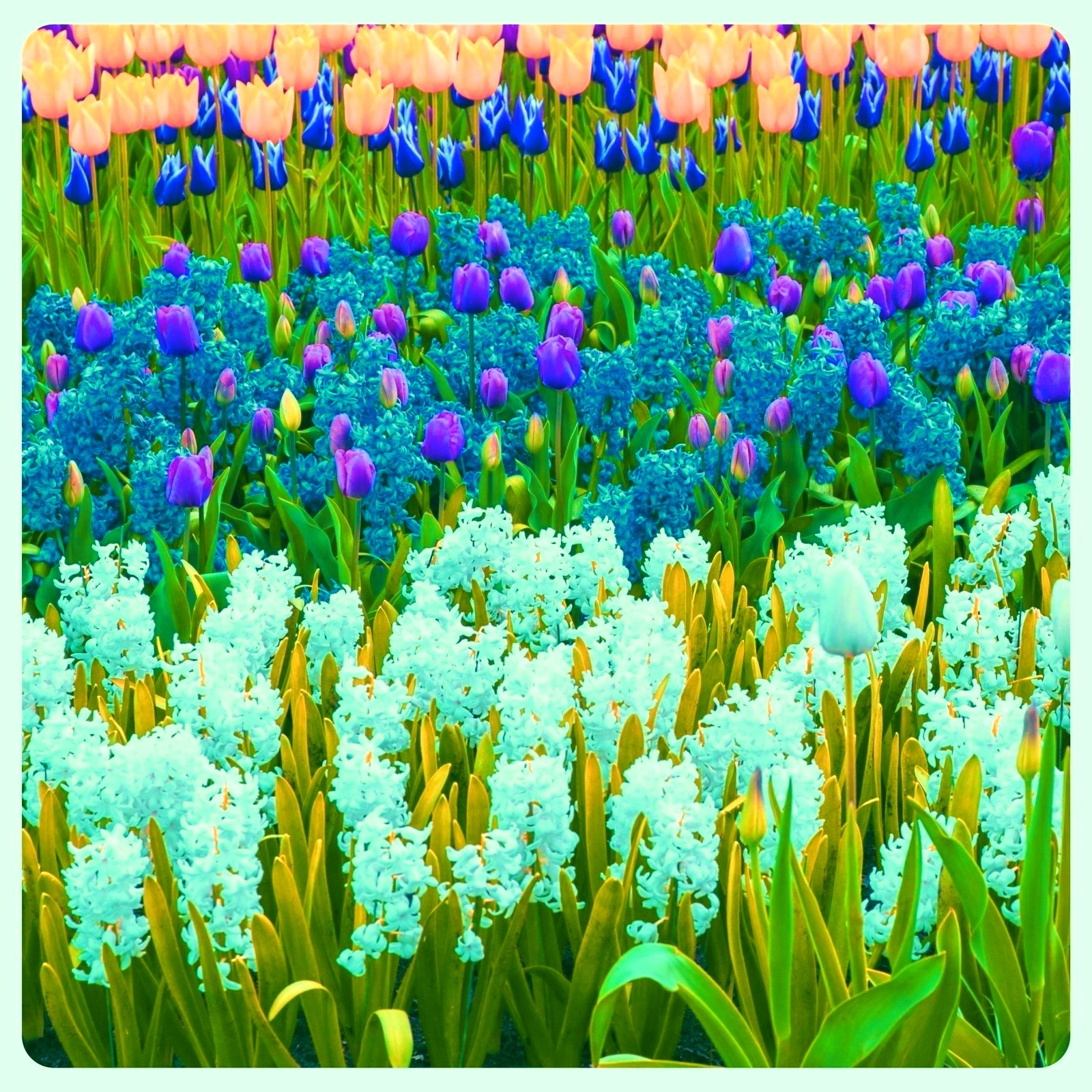 Tulip bulbs tulip flowers bulbs tulip bulbs for fall planting bulk