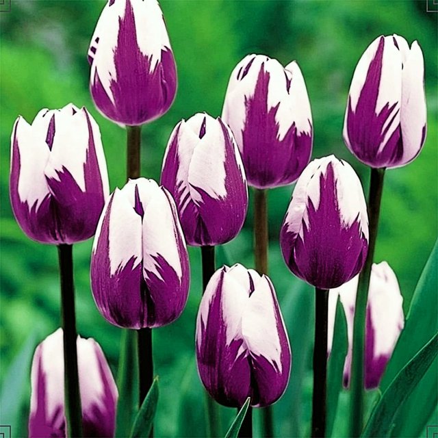 Tulip bulbs tulip flowers bulbs tulip bulbs for fall planting bulk