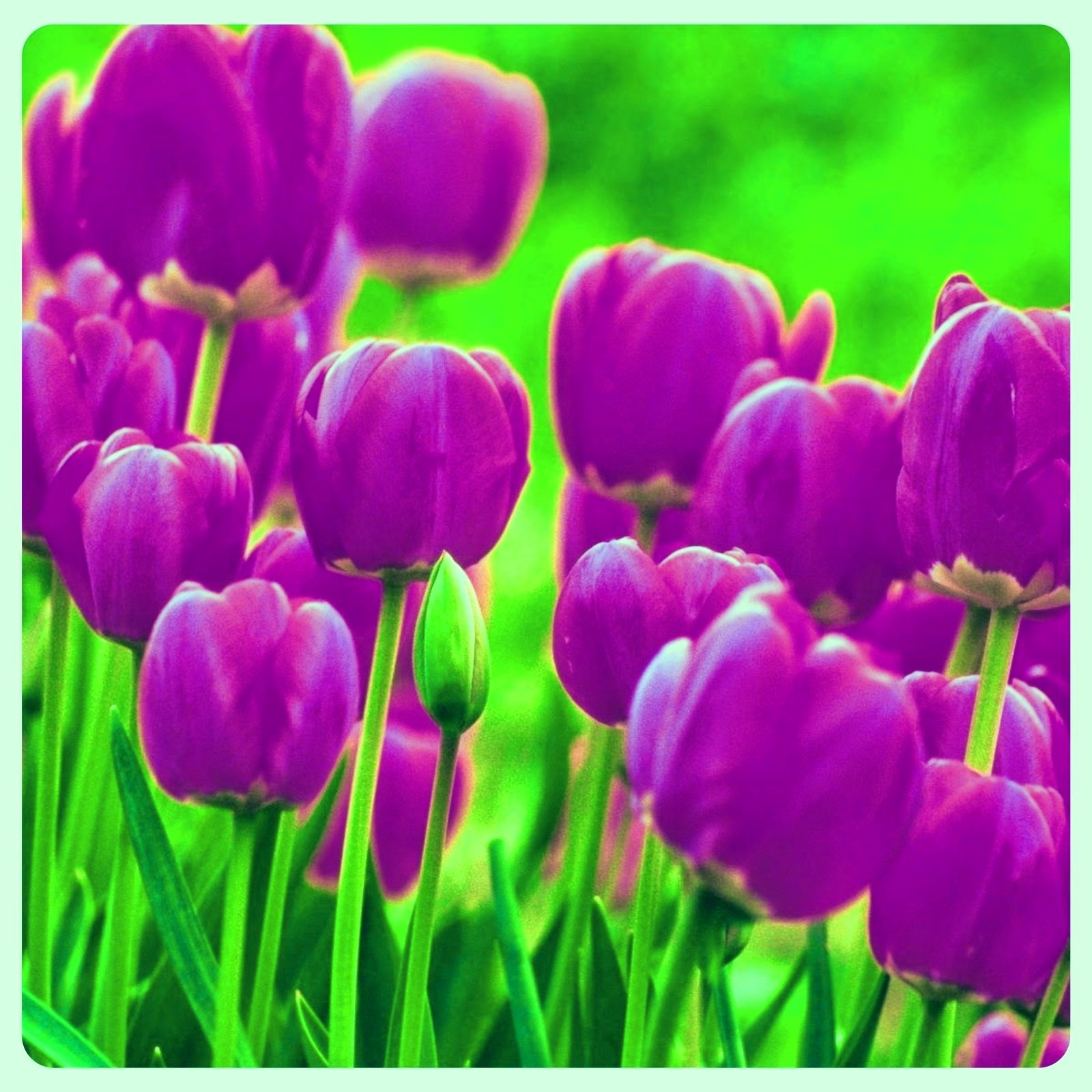 Tulip bulbs tulip flowers bulbs tulip bulbs for fall planting bulk