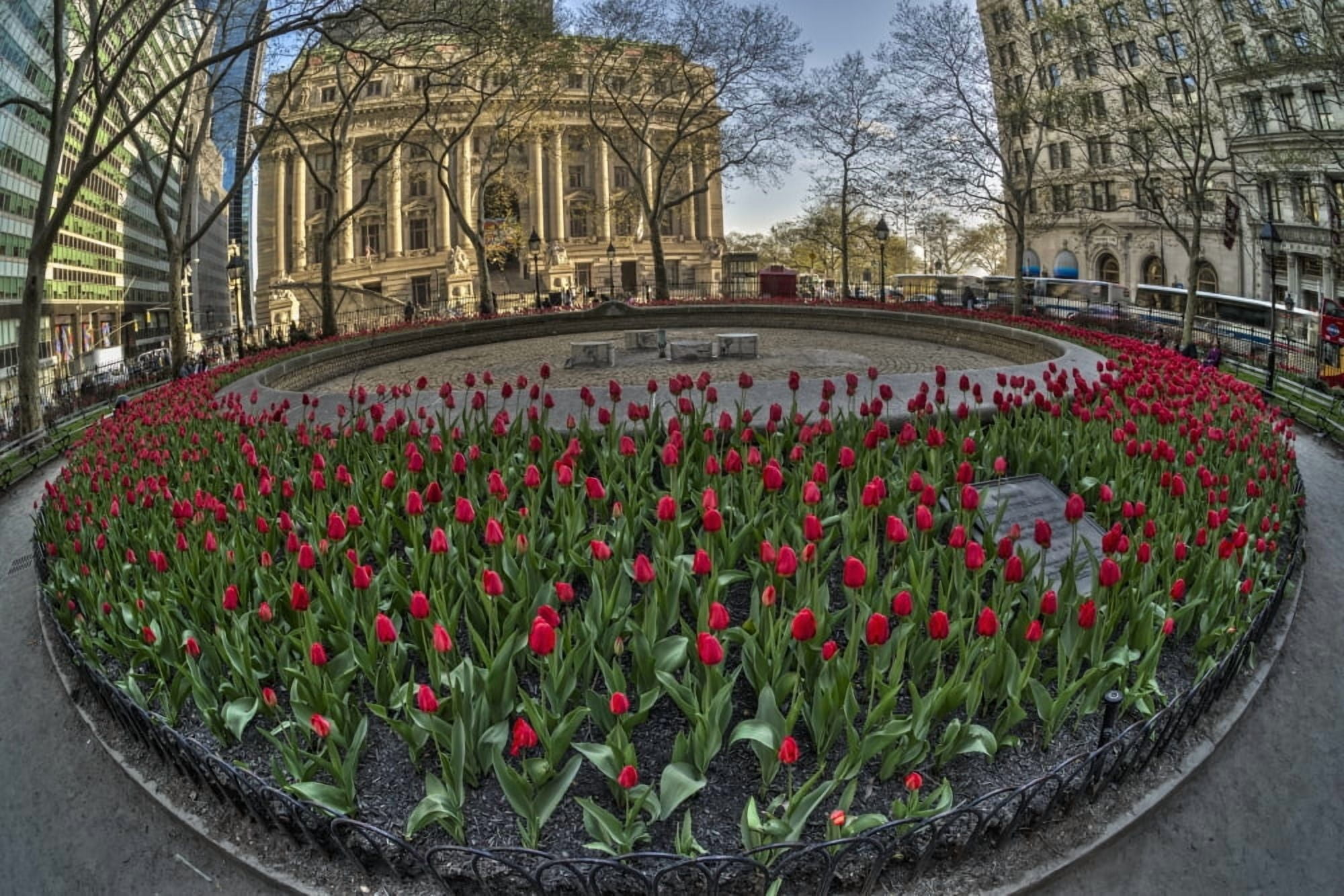 Tulip display in Bowling Green Park New York City New York United States of America Canvas Art - F M Kearney Design Pics (19 x 12)