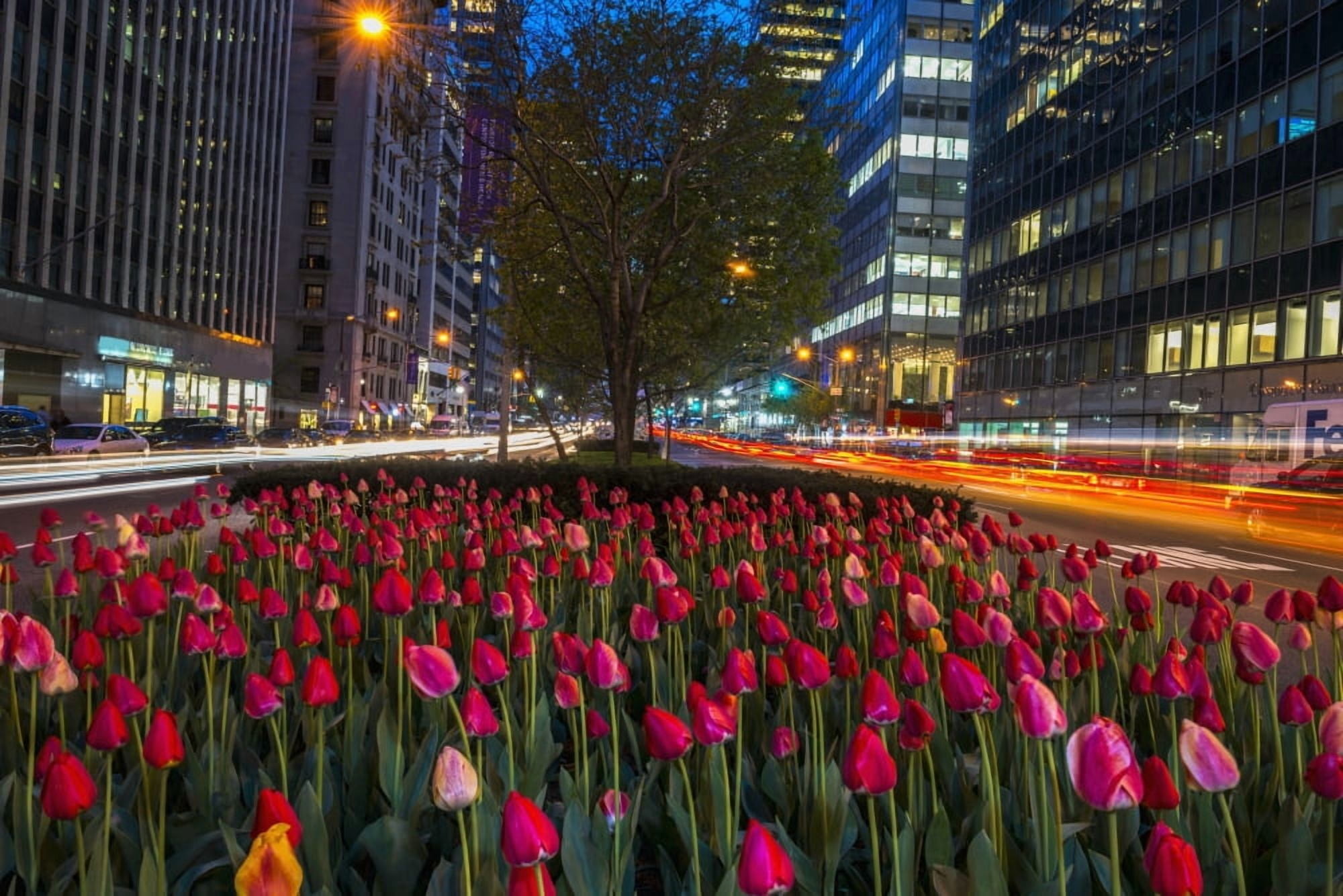 Tulip display on Park Avenue New York City New York United States of America Canvas Art - F M Kearney Design Pics (38 x 24)
