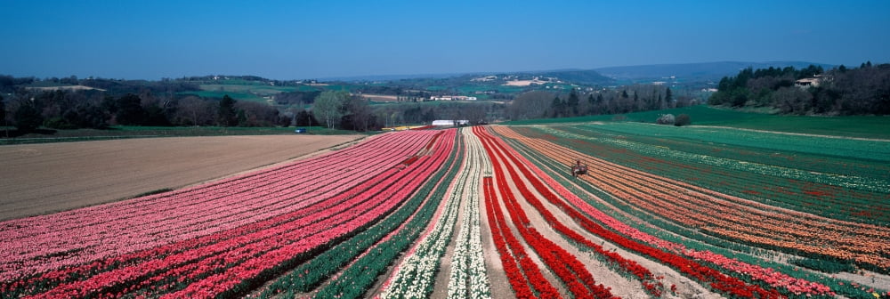 Tulip farm Provence-Alpes-Cote dAzur France Canvas Art - Panoramic Images (27 x 9)