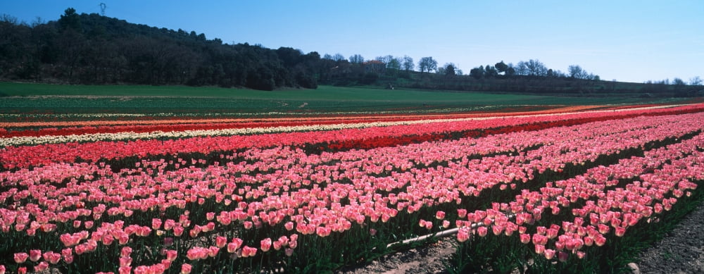 Tulip farm Provence-Alpes-Cote dAzur France Canvas Art - Panoramic Images (36 x 12)