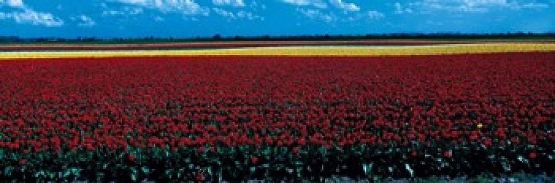 Tulip field near Spalding Lincolnshire England Canvas Art - Panoramic Images (18 x 6)
