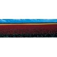 thumbnail image 1 of Tulip field near Spalding Lincolnshire England Poster Print (18 x 6), 1 of 1
