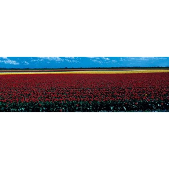 Tulip field near Spalding Lincolnshire England Poster Print (18 x 6)