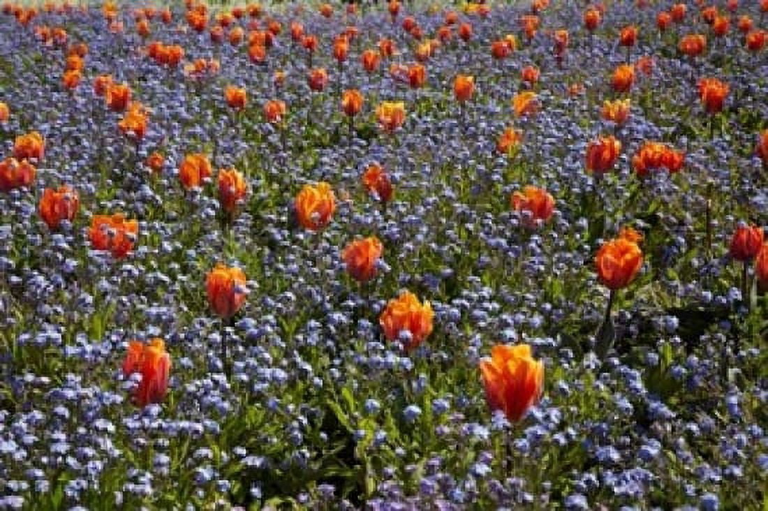 Tulip flowers Ashburton Domain New Zealand Canvas Art - David Wall DanitaDelimont (36 x 24)