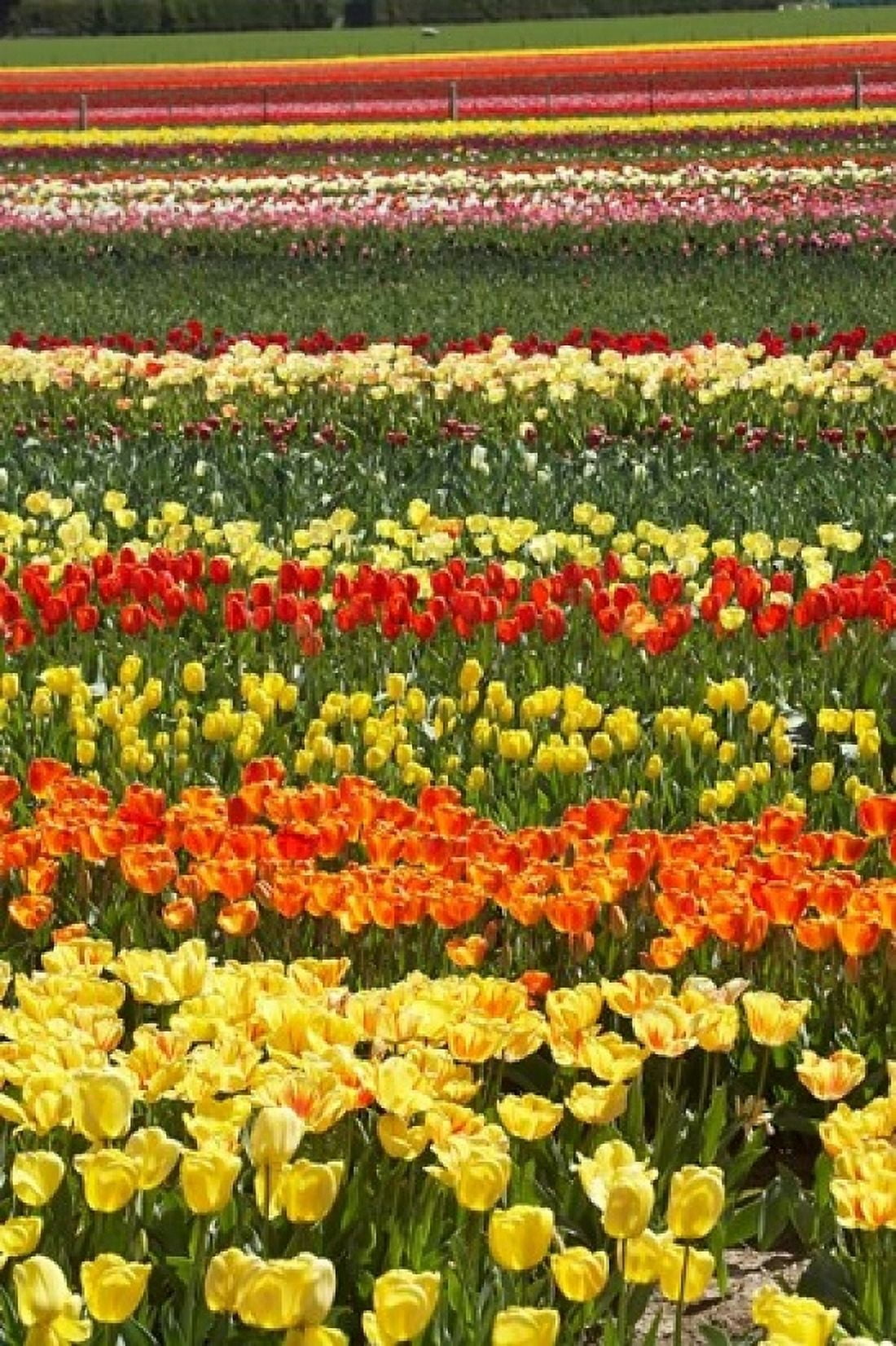 Tulip flowers West Otago South Island New Zealand Canvas Art - David Wall DanitaDelimont (11 x 17)
