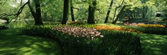 Tulip flowers and trees in Keukenhof Gardens Lisse South Holland Netherlands Canvas Art - Panoramic Images (36 x 12)