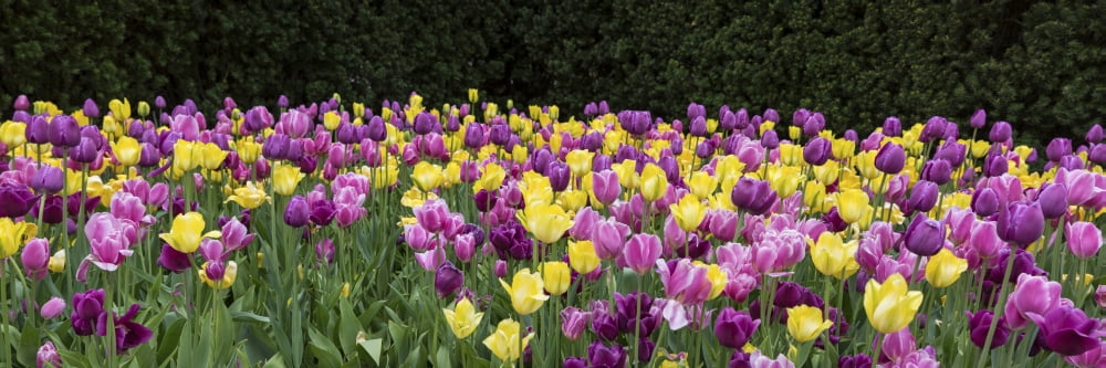 Tulip flowers in a garden Chicago Botanic Garden Glencoe Cook County Illinois USA Canvas Art - Panoramic Images (36 x 12)