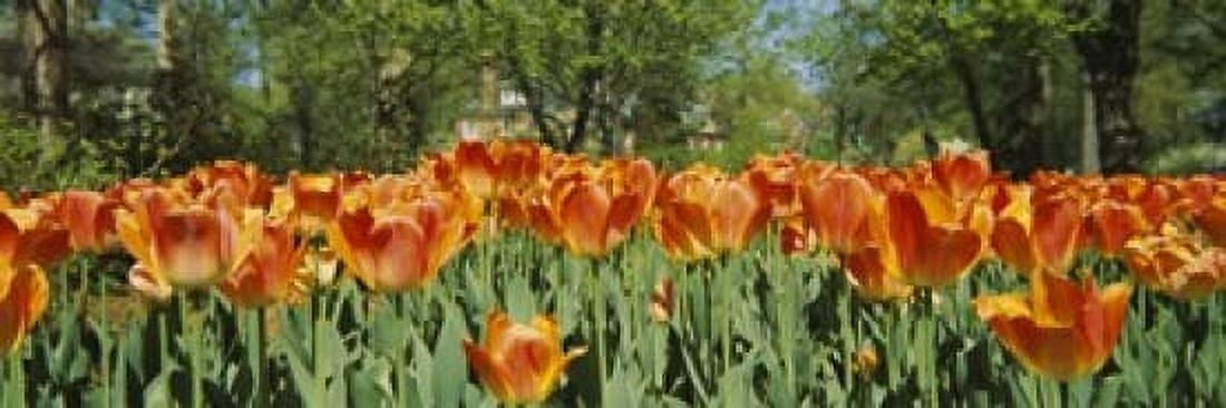 Tulip flowers in a garden Sherwood Gardens Baltimore Maryland USA Canvas Art - Panoramic Images (18 x 6)