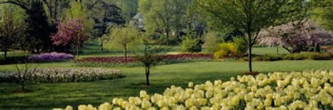 Tulip flowers in a garden Sherwood Gardens Baltimore Maryland USA Canvas Art - Panoramic Images (18 x 6)