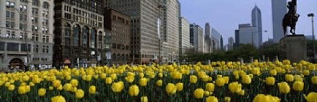 Tulip flowers in a park with buildings in the background Grant Park South Michigan Avenue Chicago Cook County Illinois USA Canvas Art - Panoramic Images (18 x 6)