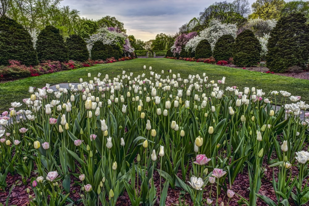 Tulip garden Brooklyn Botanic Garden New York City New York United States of America Canvas Art - F M Kearney Design Pics (19 x 12)