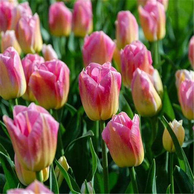Tulip plant bulbs Tulip bulbs for planting Tulip flowers bulbs Tulip