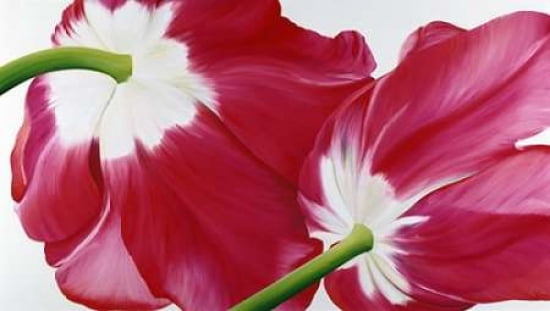 Tulipa Canvas Art - Yvonne Poelstra-Holzhaus (24 x 36)