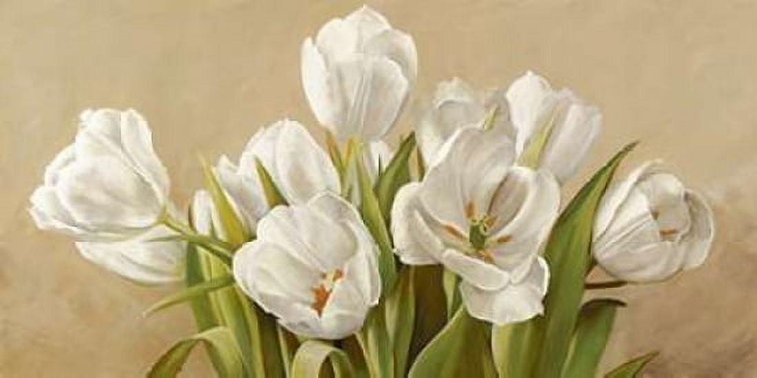 Tulipani bianchi Canvas Art - Serena Biffi (24 x 48)