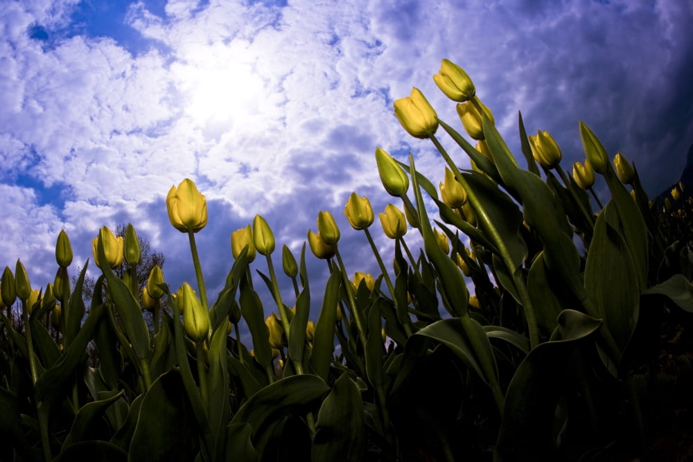 Tulips And Sky Canvas Art - Richard Wear Design Pics (36 x 24)