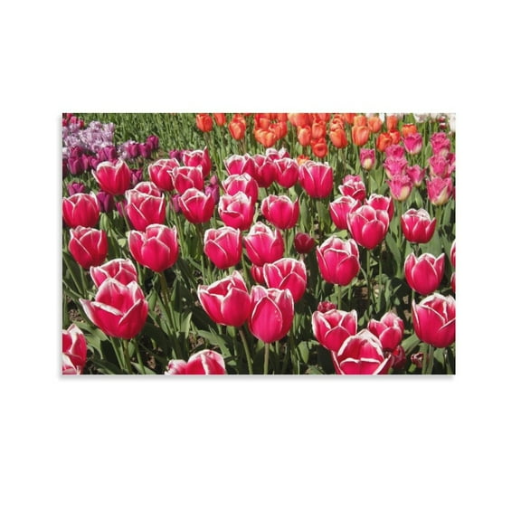 Tulips At Rhs Wisley Canvas Art Poster And Wall Art Picture Print Modern Family Bedroom Decor Posters,Unframe-style,20x30inch(50x75cm)