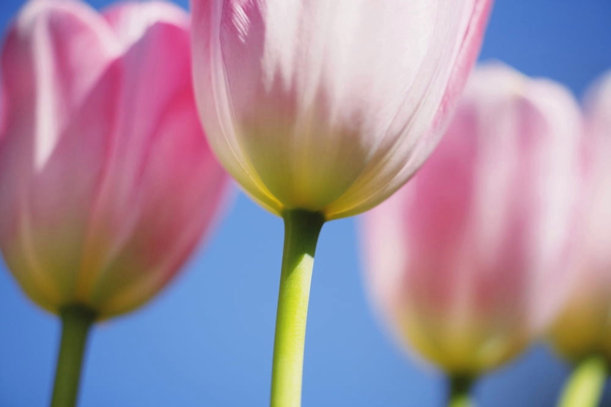Tulips Canvas Art - Craig Tuttle Design Pics (38 x 24)