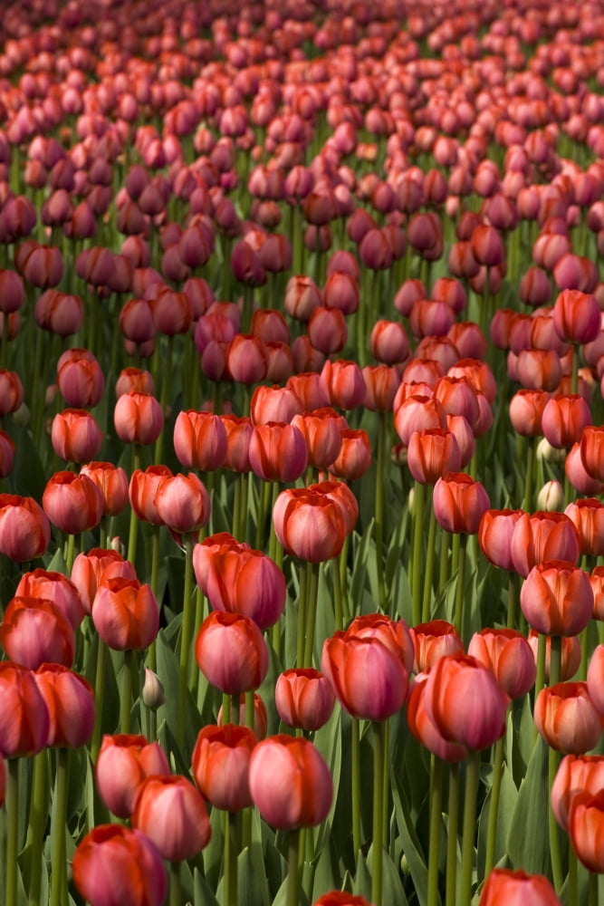 Tulips Canvas Art - David Chapman Design Pics (12 x 18)
