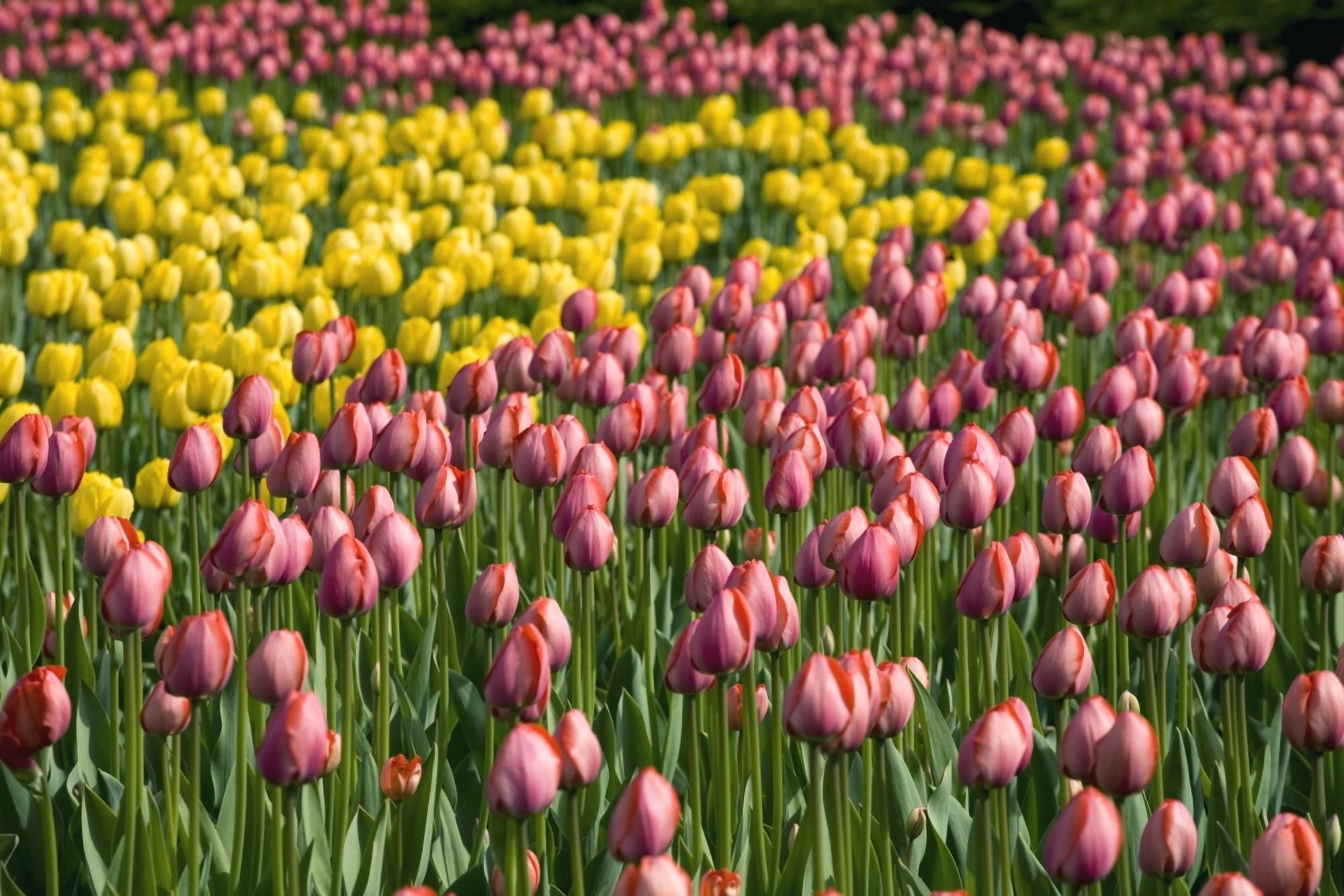 Tulips Canvas Art - David Chapman Design Pics (18 x 12)