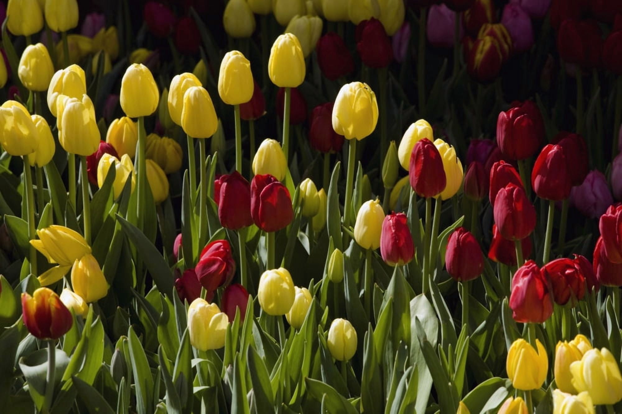Tulips Canvas Art - David Chapman Design Pics (36 x 24)