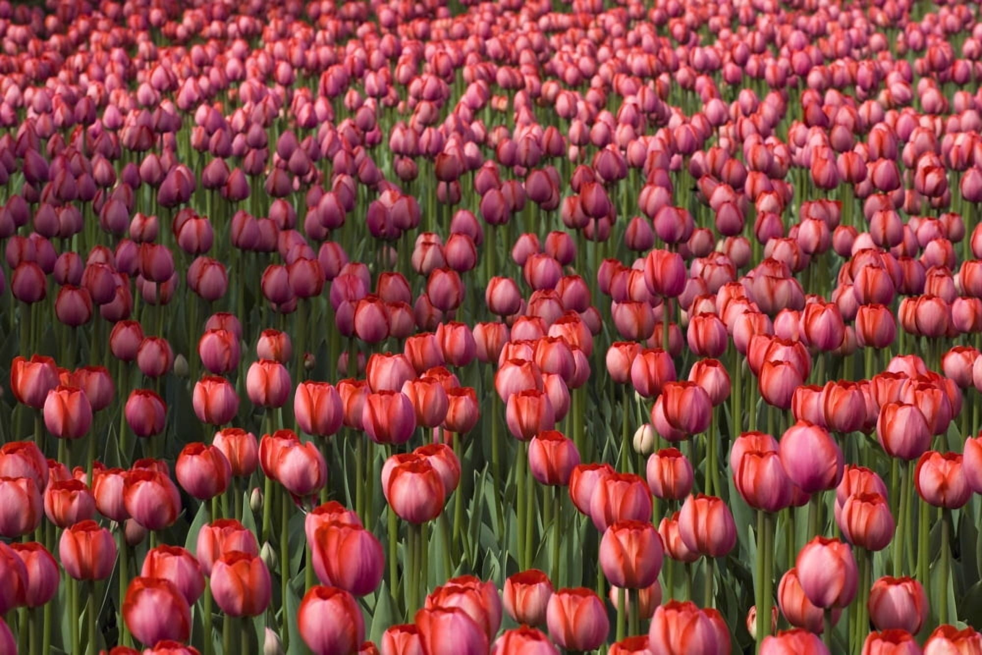 Tulips Canvas Art - David Chapman Design Pics (36 x 24)
