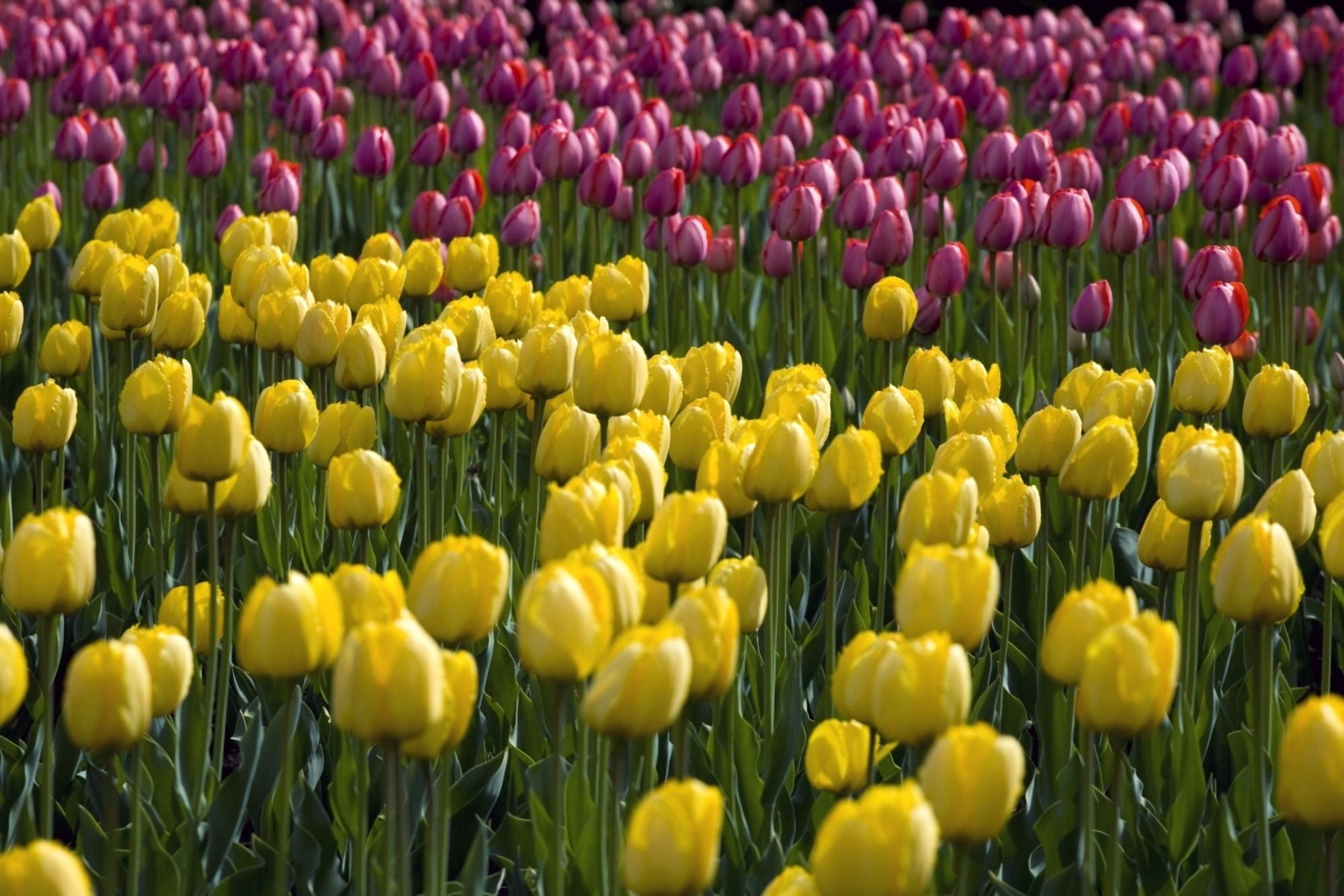 Tulips Canvas Art - David Chapman Design Pics (36 x 24)