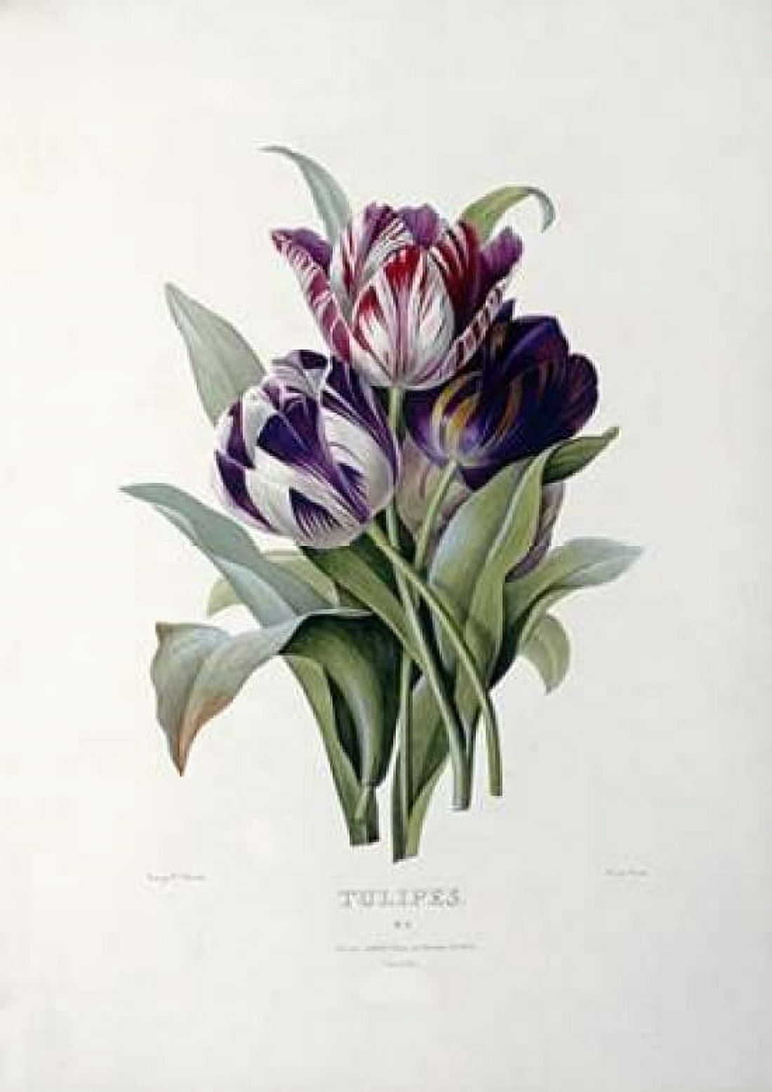 Tulips Canvas Art - Pierre Joseph Redoute (20 x 28)