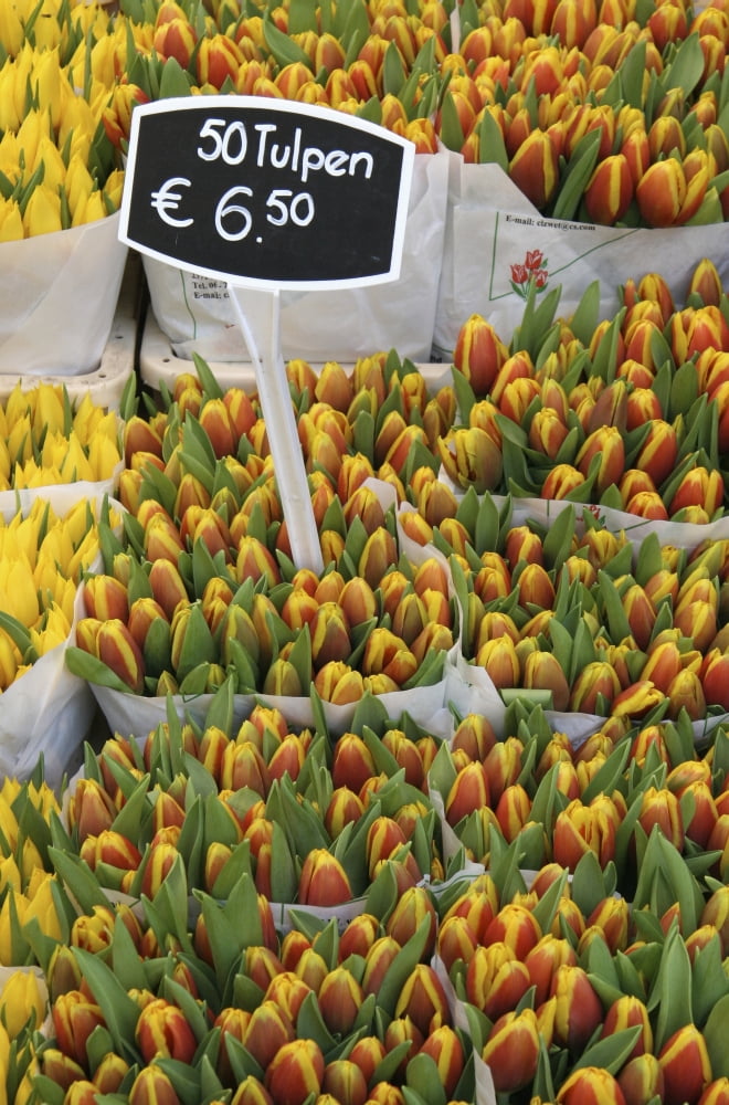 Tulips For Sale In Market Close Up Canvas Art - Mark Thomas Design Pics (12 x 19)