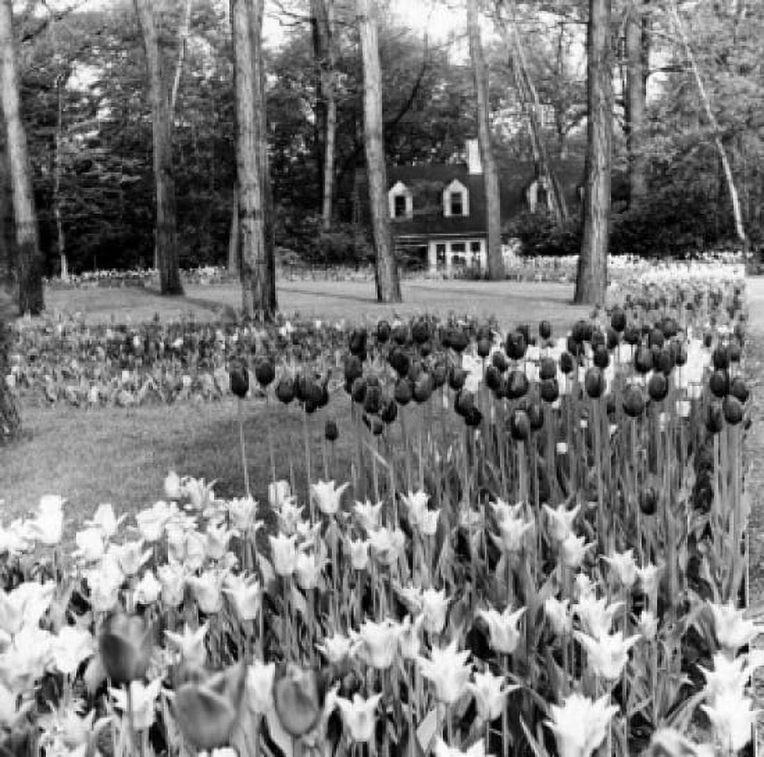 Tulips Hackensack New Jersey USA Canvas Art - (18 x 24)