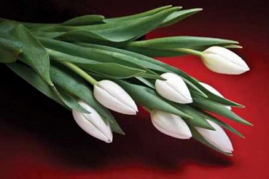 Tulips I Canvas Art - C Thomas McNemar (12 x 18)