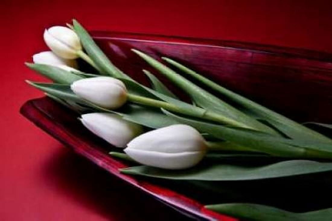 Tulips II Canvas Art - C Thomas McNemar (12 x 18)
