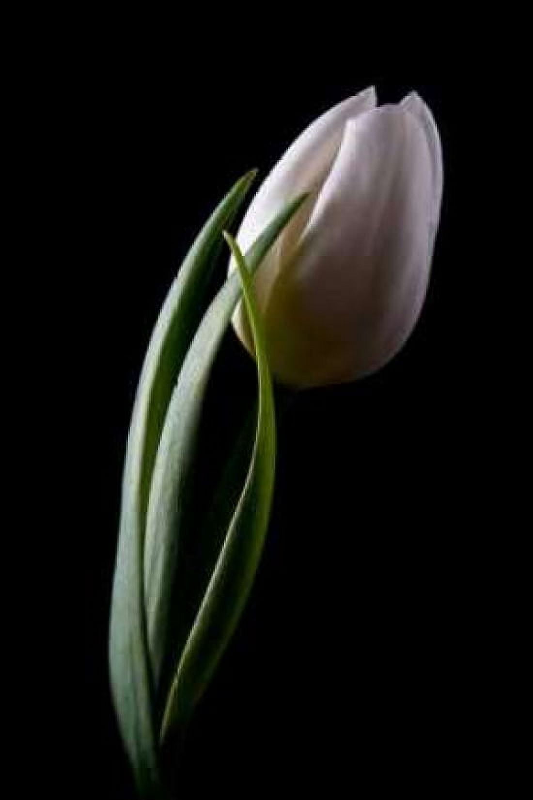 Tulips III Canvas Art - C Thomas McNemar (12 x 18)
