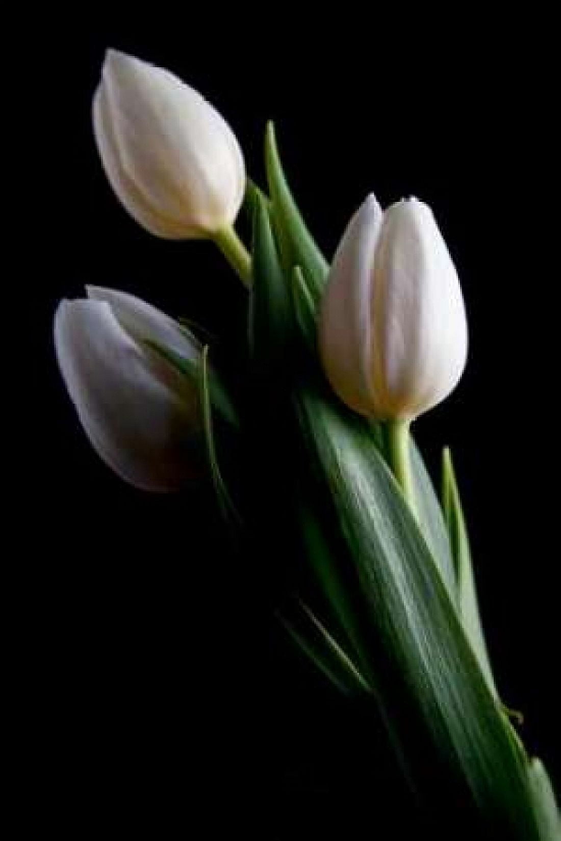Tulips IV Canvas Art - C Thomas McNemar (12 x 18)