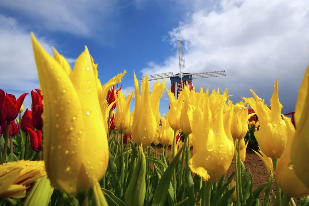 Tulips In A Field And A Windmill At Wooden Shoe Tulip Farm Woodburn Oregon Usa Canvas Art - Craig Tuttle Design Pics (19 x 12)