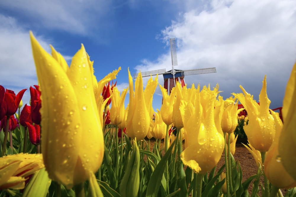 Tulips In A Field And A Windmill At Wooden Shoe Tulip Farm Woodburn Oregon Usa Canvas Art - Craig Tuttle Design Pics (38 x 24)