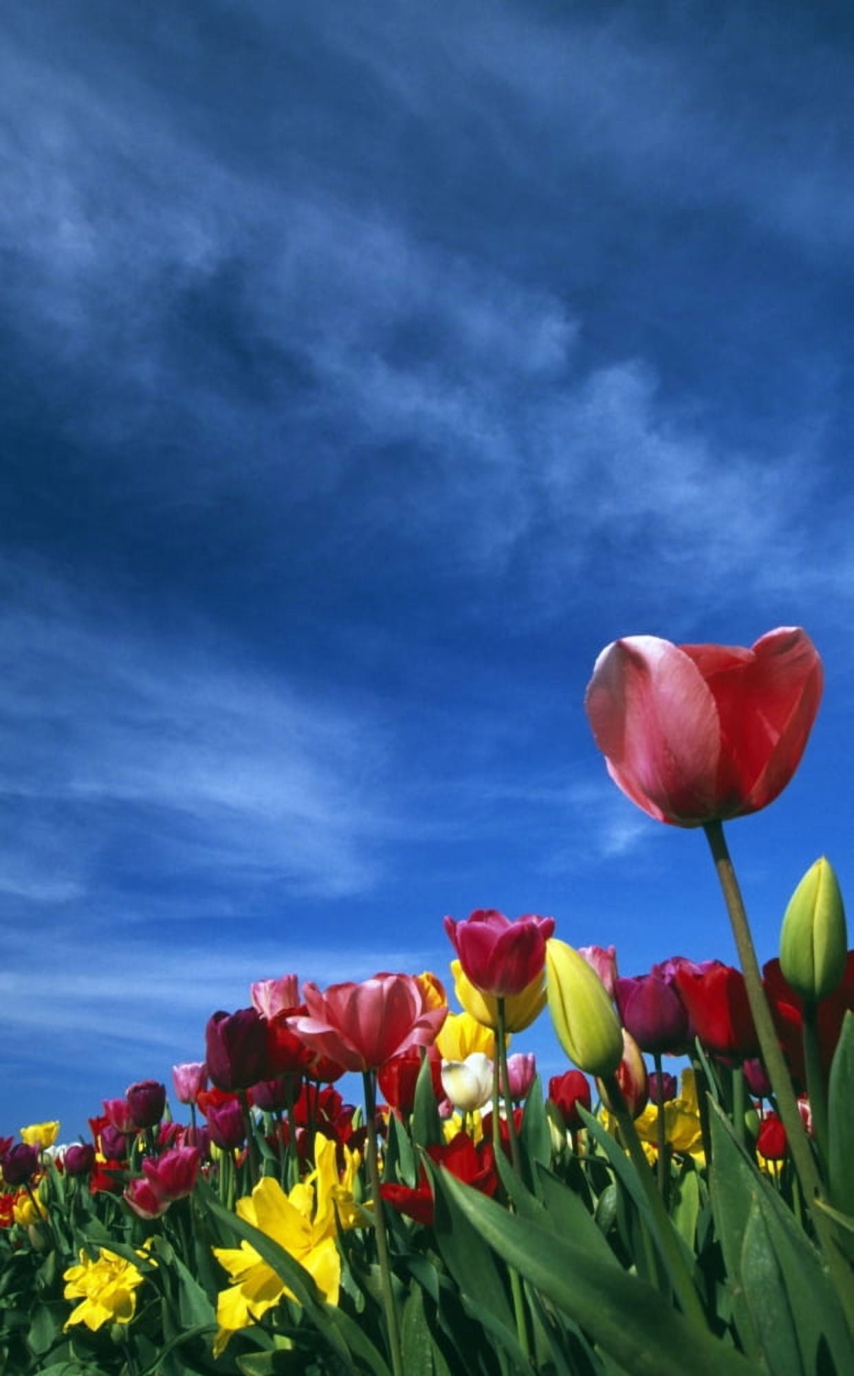 Tulips In Field Canvas Art - Natural Selection Craig Tuttle Design Pics (12 x 19)