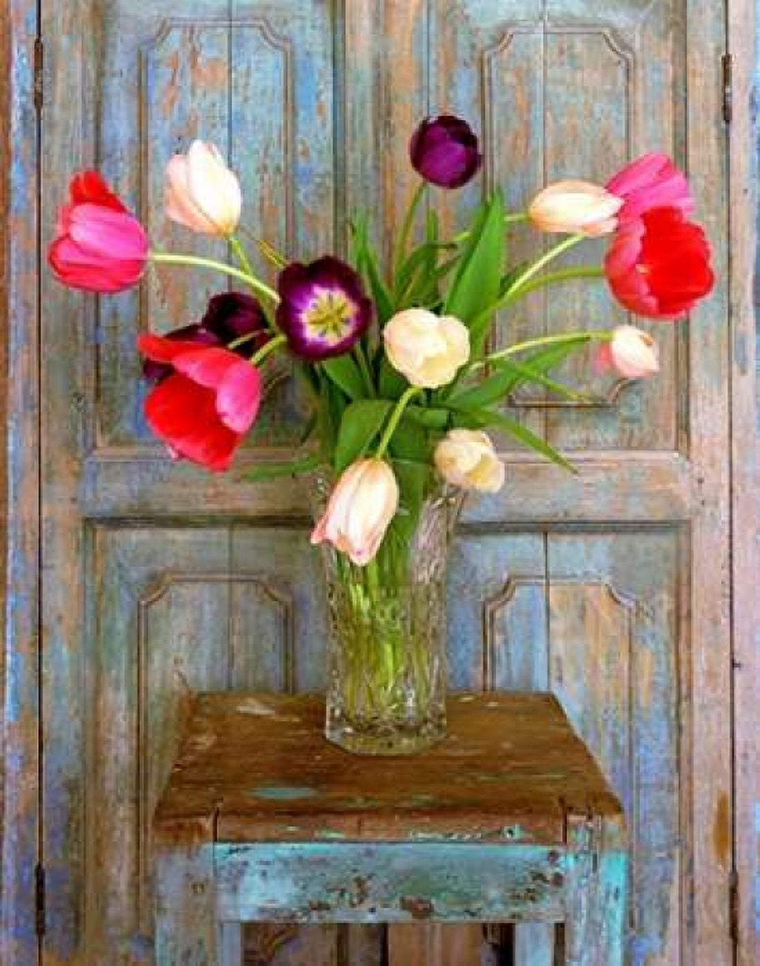 Tulips Mexico Canvas Art - Alan Klug (22 x 28)