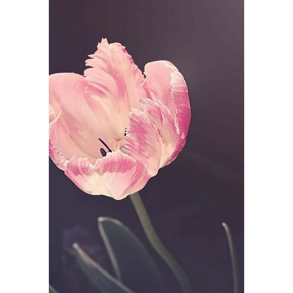 Tulips Notebook (Paperback)