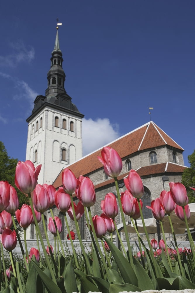 Tulips Outside Niguliste Church Tallinn Estonia Canvas Art - Paul Quayle Design Pics (22 x 34)