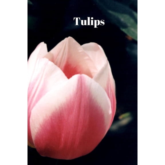Tulips Paperback 1078395101 9781078395106 Lisa Chase