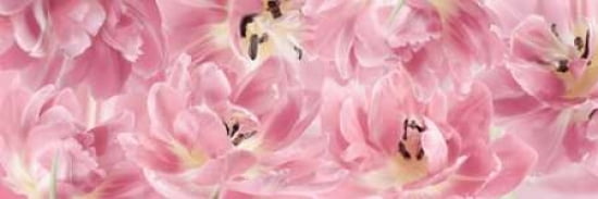 Tulips Scape Pink Canvas Art - Cora Niele (12 x 36)
