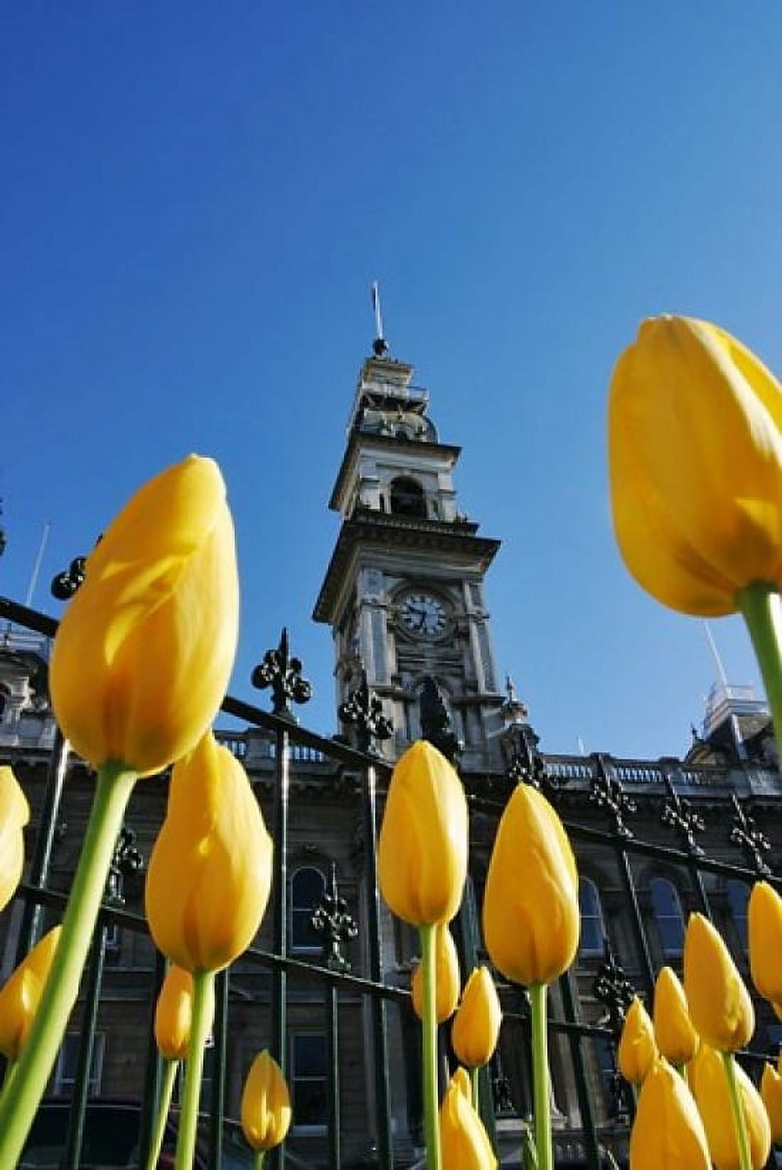 Tulips and Municipal Chambers Clocktower Octagon Dunedin New Zealand Canvas Art - David Wall DanitaDelimont (23 x 34)