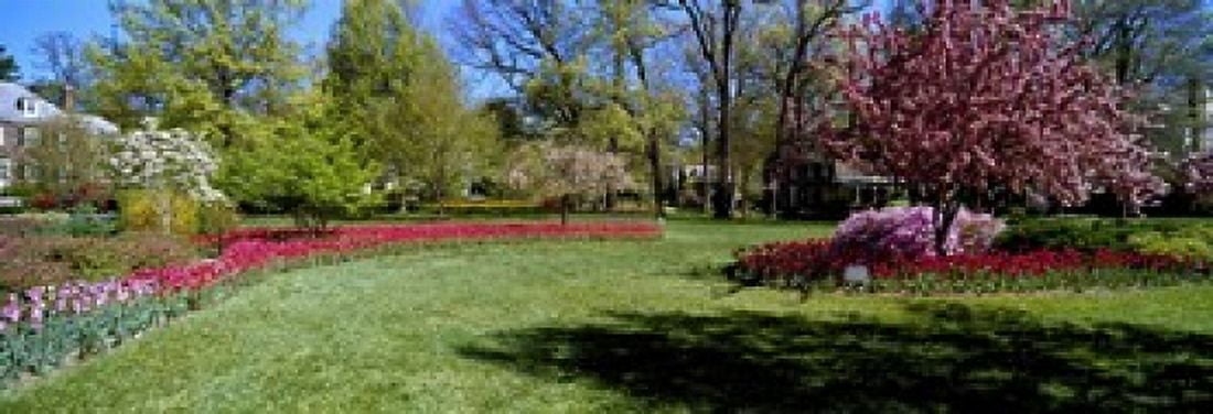 Tulips and cherry trees in a garden Sherwood Gardens Baltimore Maryland USA Canvas Art - Panoramic Images (18 x 7)