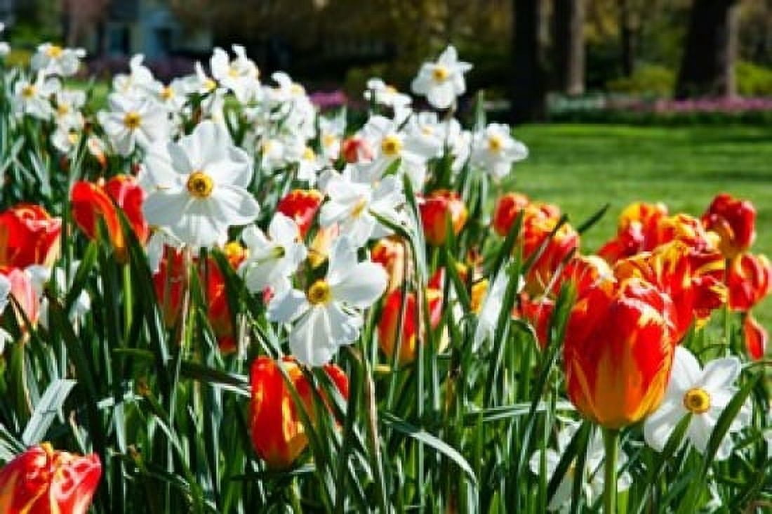 Tulips and other flowers at Sherwood Gardens Baltimore Maryland USA Canvas Art - Panoramic Images (36 x 24)