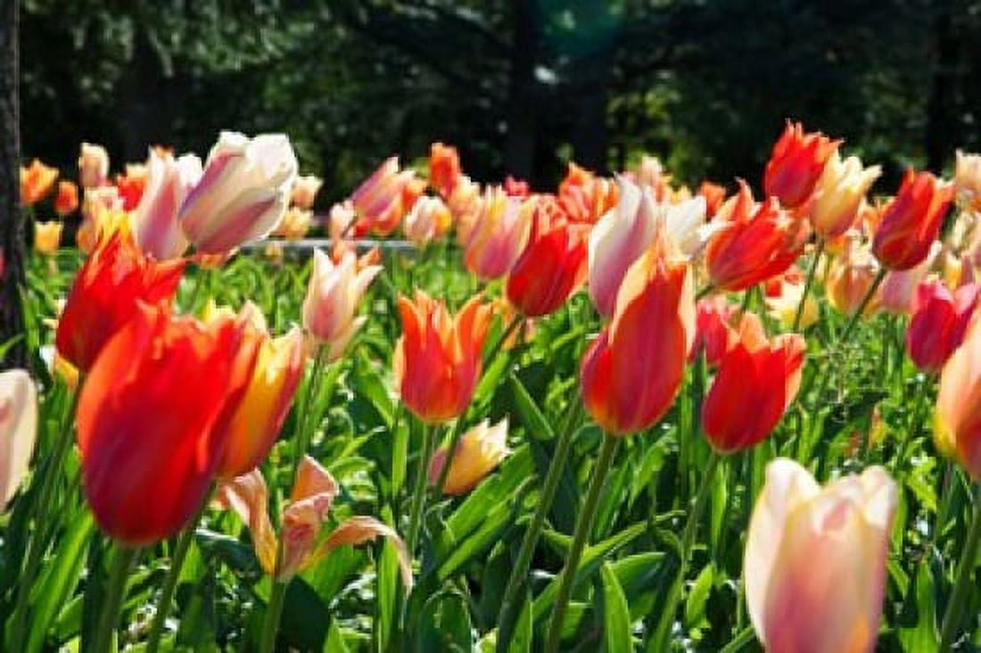 Tulips at Sherwood Gardens Baltimore Maryland USA Canvas Art - Panoramic Images (36 x 24)