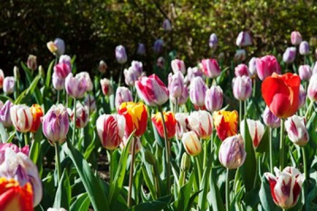 Tulips at Sherwood Gardens Baltimore Maryland USA Canvas Art - Panoramic Images (36 x 24)