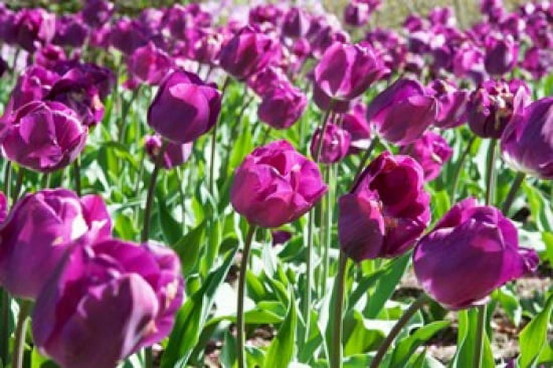 Tulips at Sherwood Gardens Baltimore Maryland USA Canvas Art - Panoramic Images (36 x 24)